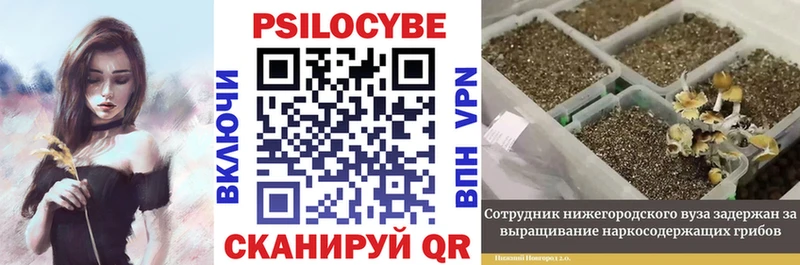 где купить   Губкинский  Галлюциногенные грибы Cubensis 