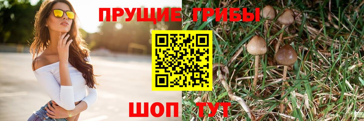 где можно купить   Псилоцибиновые грибы мицелий  Вход с VPN  Губкинский 